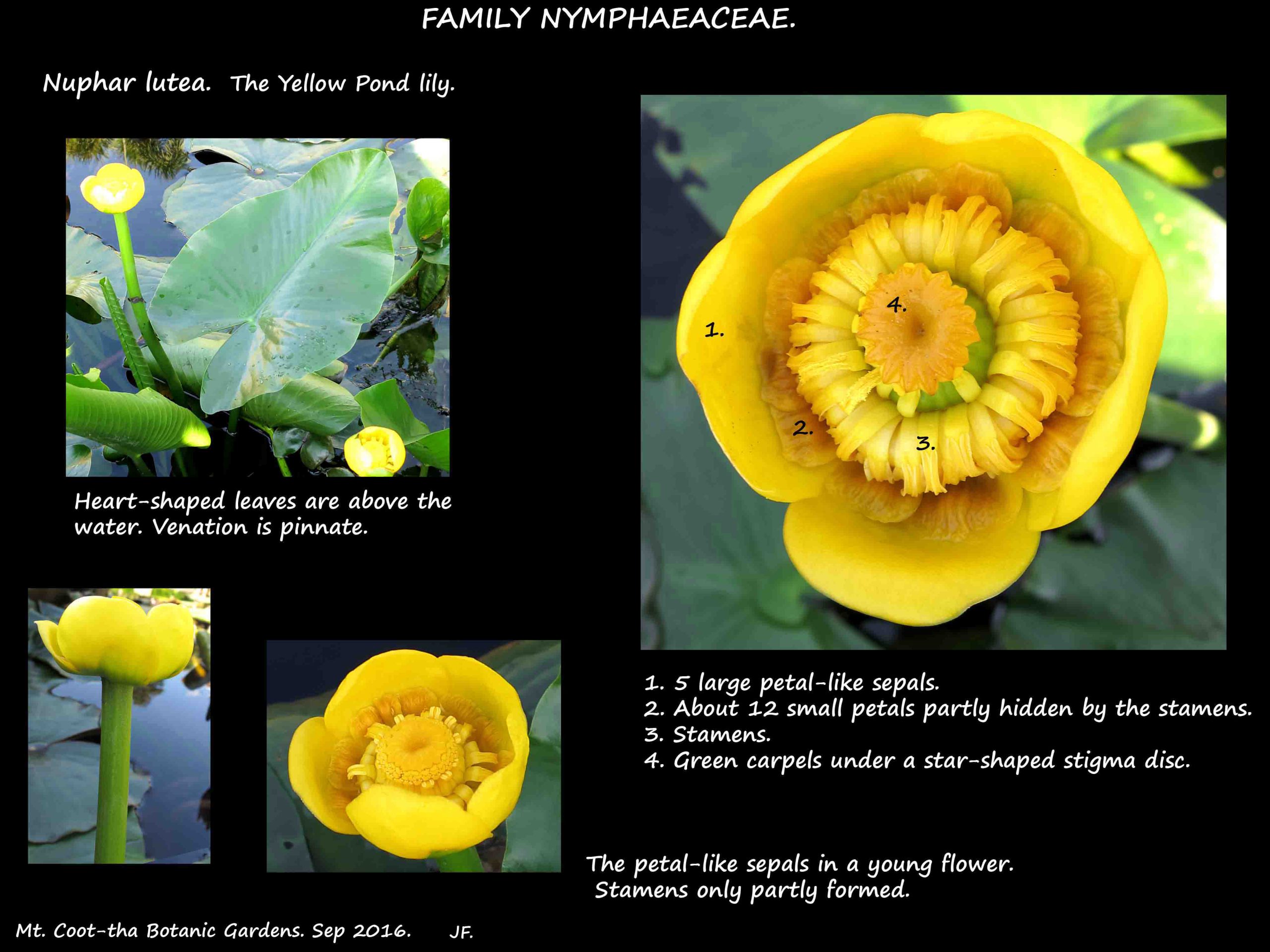 1 Yellow Pond lily
